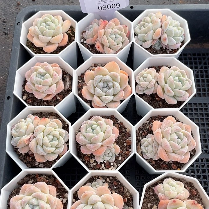 薇薇安园艺多肉08009