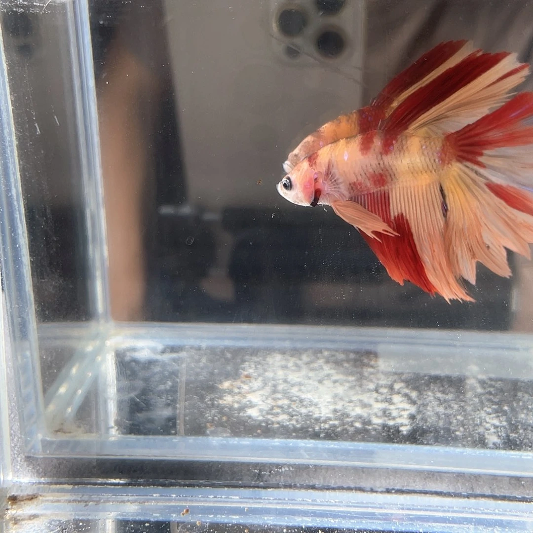 斗鱼不包邮首单+10运1
