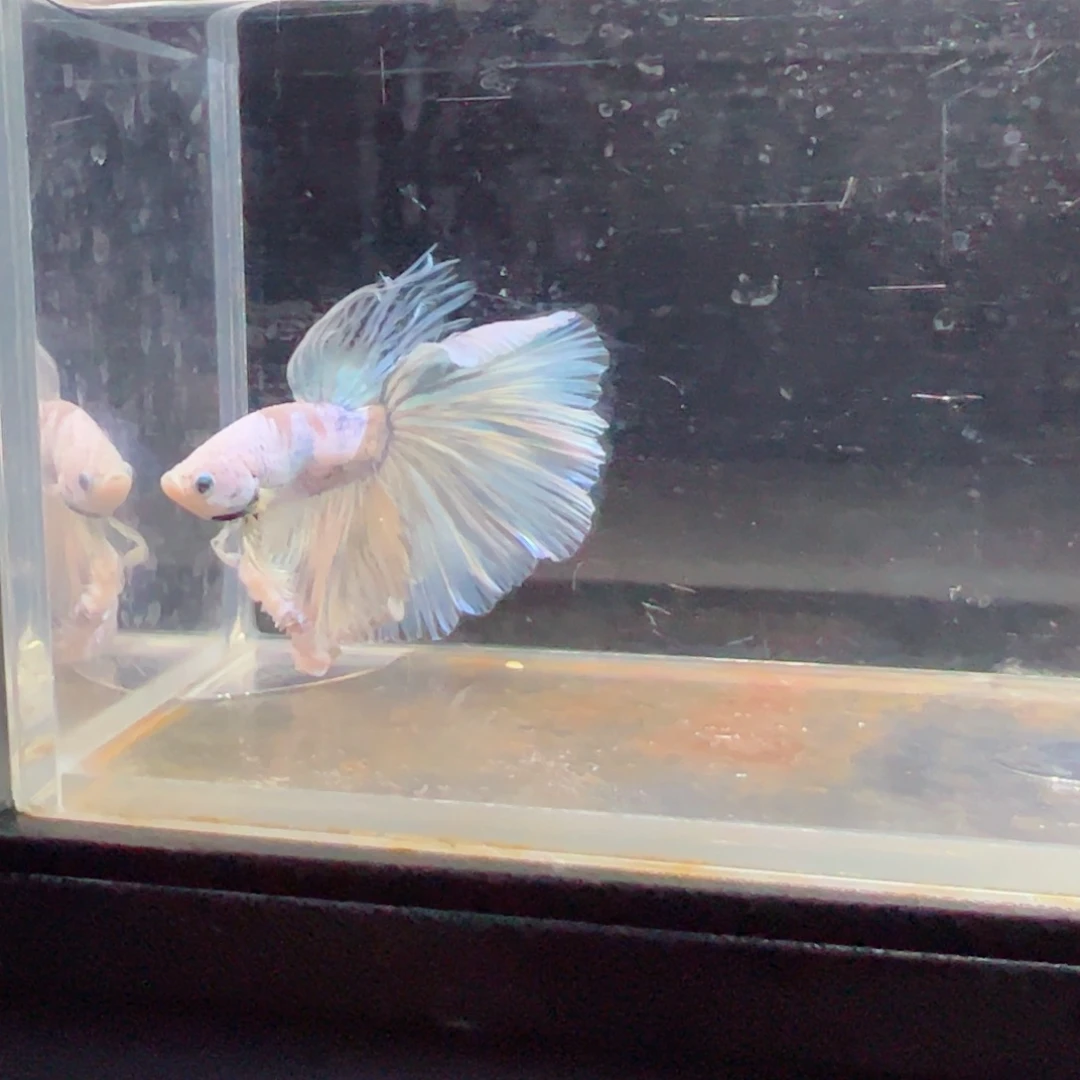 斗鱼浅色特殊尾hhhh