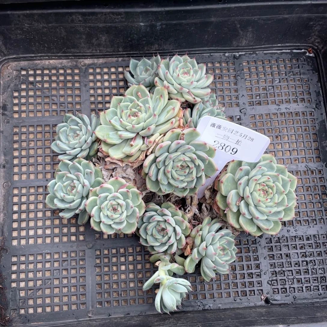 薇薇安园艺多肉2809
