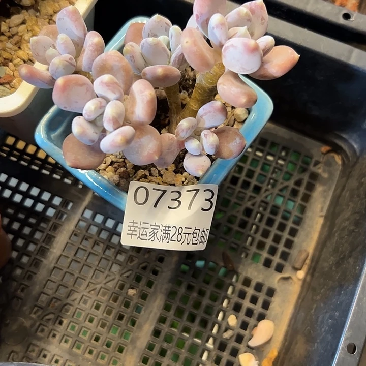 幸运的是我还没遇到你