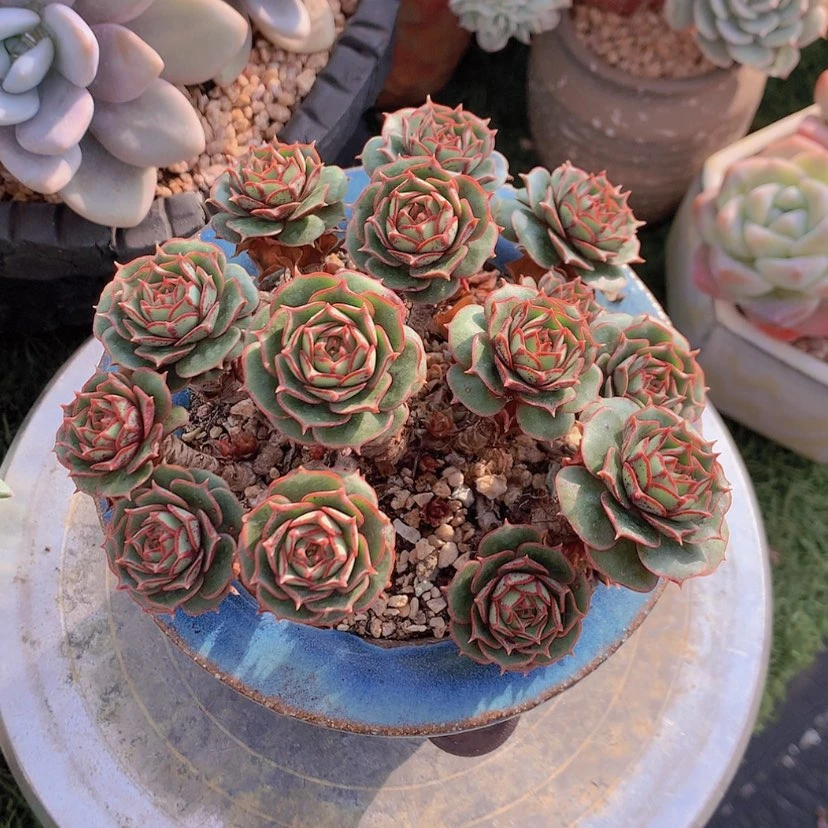 【闪购商品】彩虹罗西玛