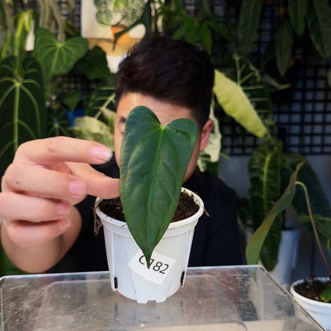 不开花植物C182小羊皮杂戴斯