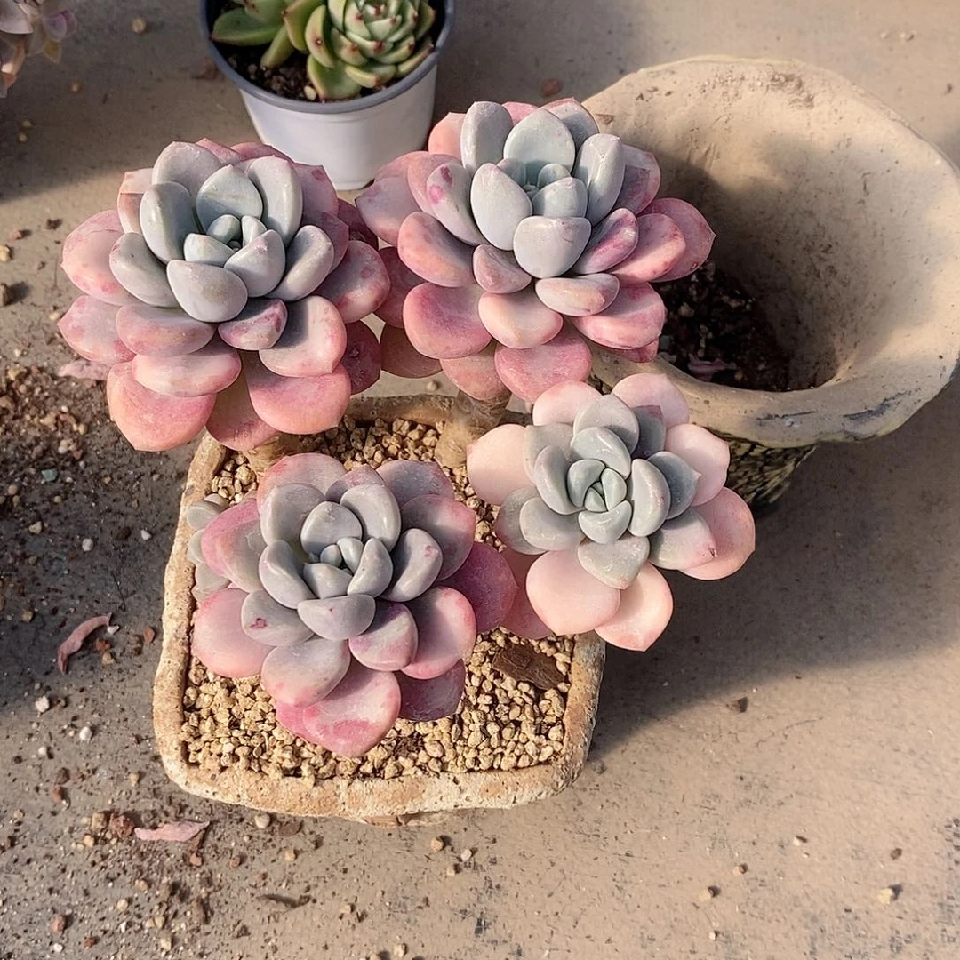 廖**辰花瓣鹿多肉植物老桩