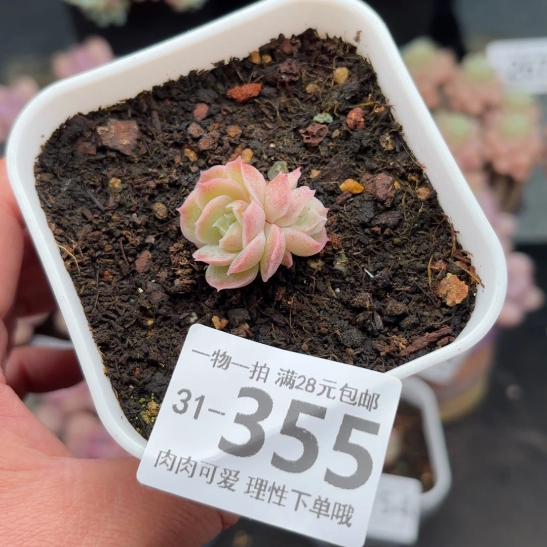 虾饺双头多肉多肉多肉