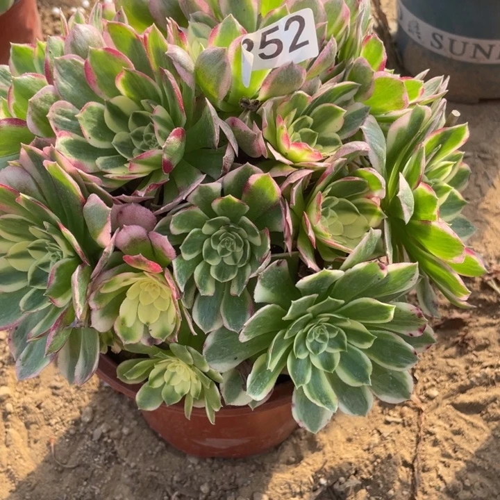 无花朵952海仙多肉植物