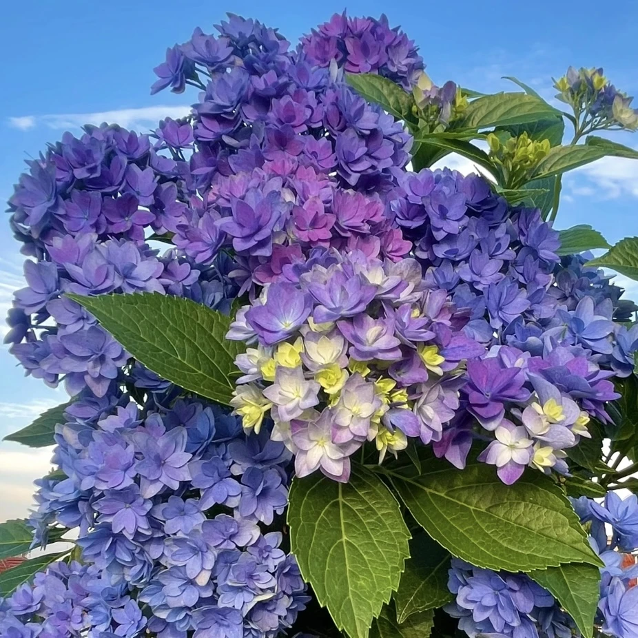 无尽星河绣球花盆栽花卉庭院阳台新手易养护喜水植物