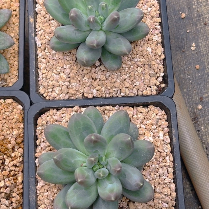 赵****11111111111111111111111111111