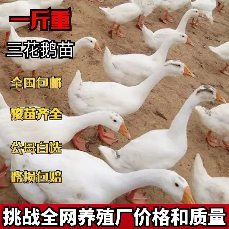 宠物鹅正宗一斤三花鹅苗白鹅活苗大白鹅产蛋活体脱温鹅苗