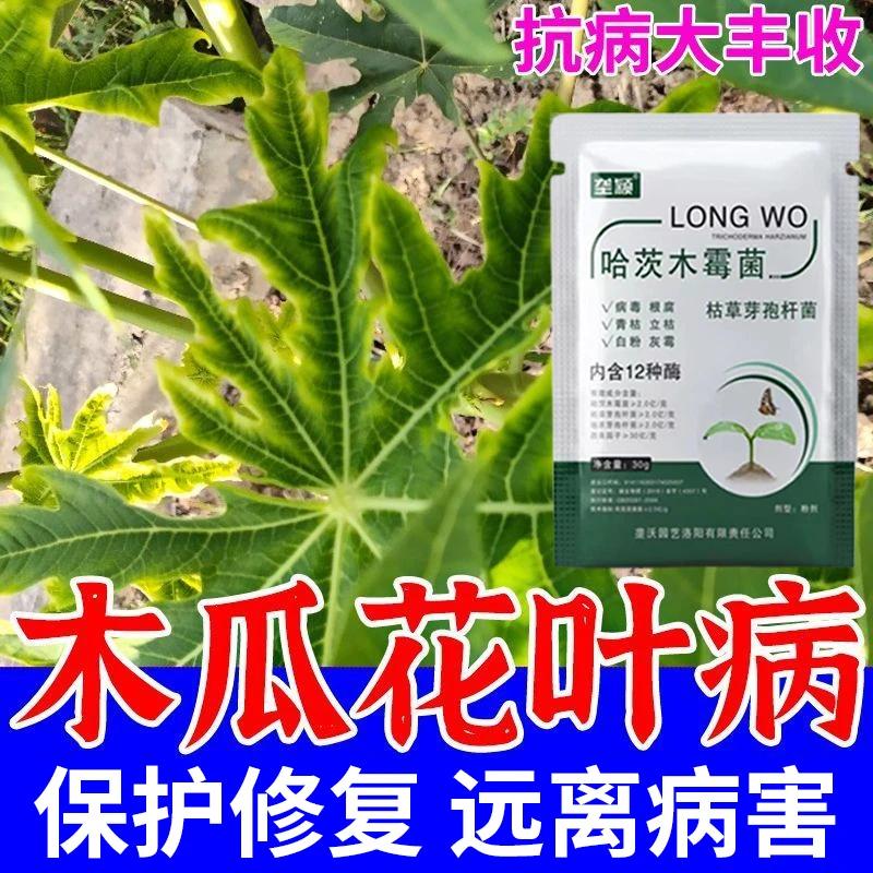 木瓜花叶黄叶病害急救枯叶黄化卷叶烂叶叶斑病微生物菌剂水溶肥料