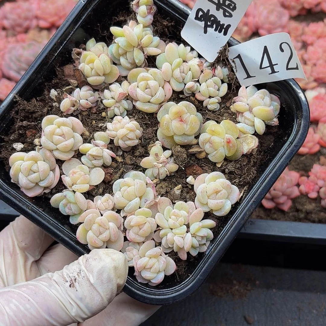 多肉植物多肉植物142量拍