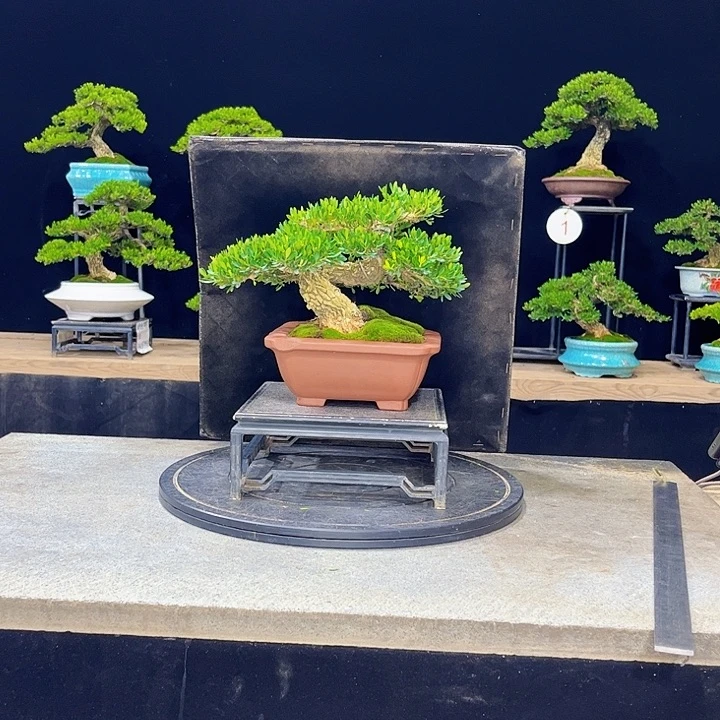 无花朵黄杨盆景四季常绿不落叶