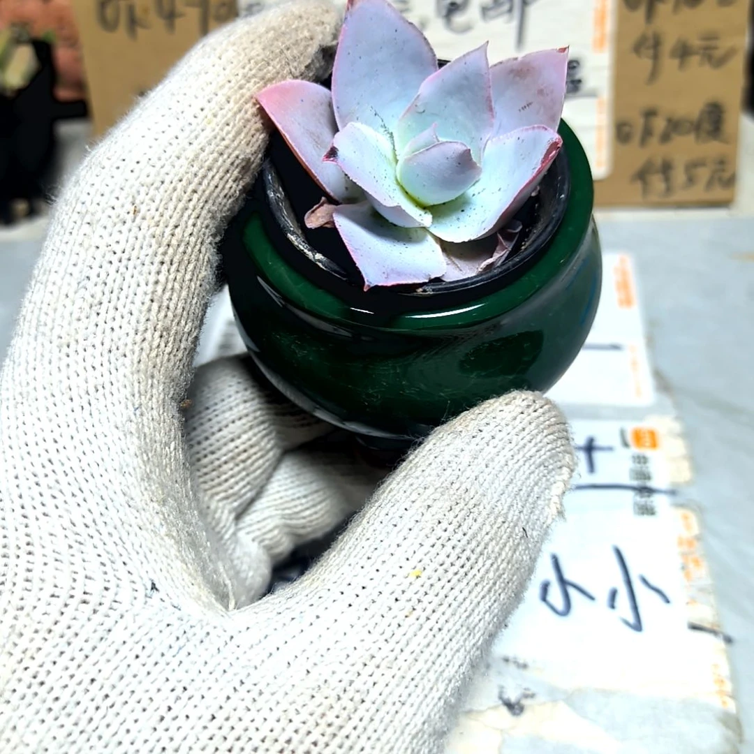 满6元包邮，广寒宫控水小苗