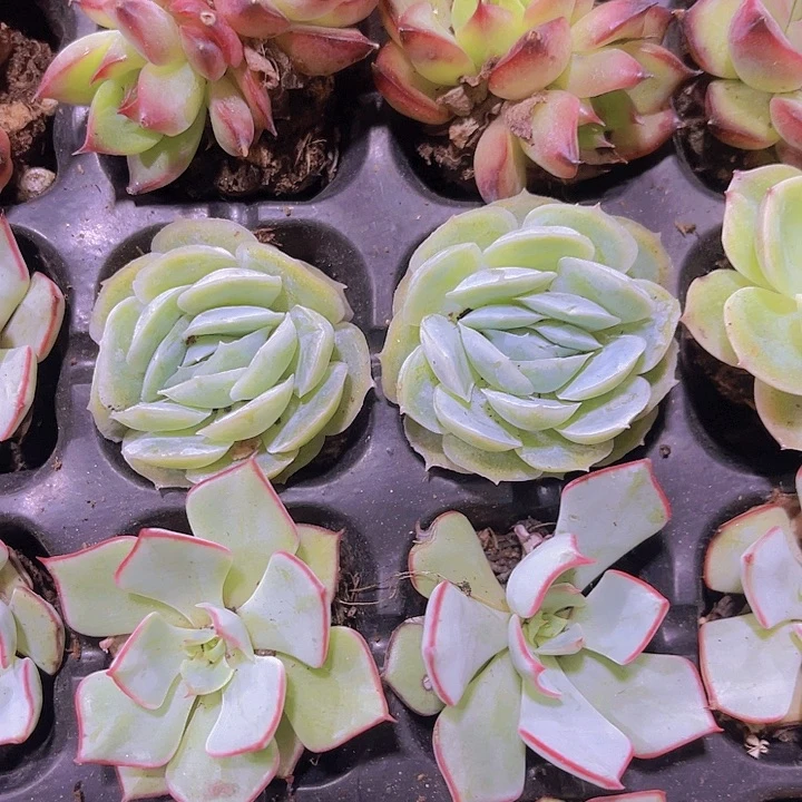 小****好西娜多肉植物