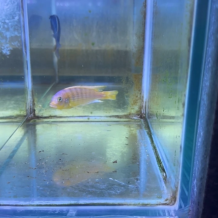 揭***心海水鱼143号111111111