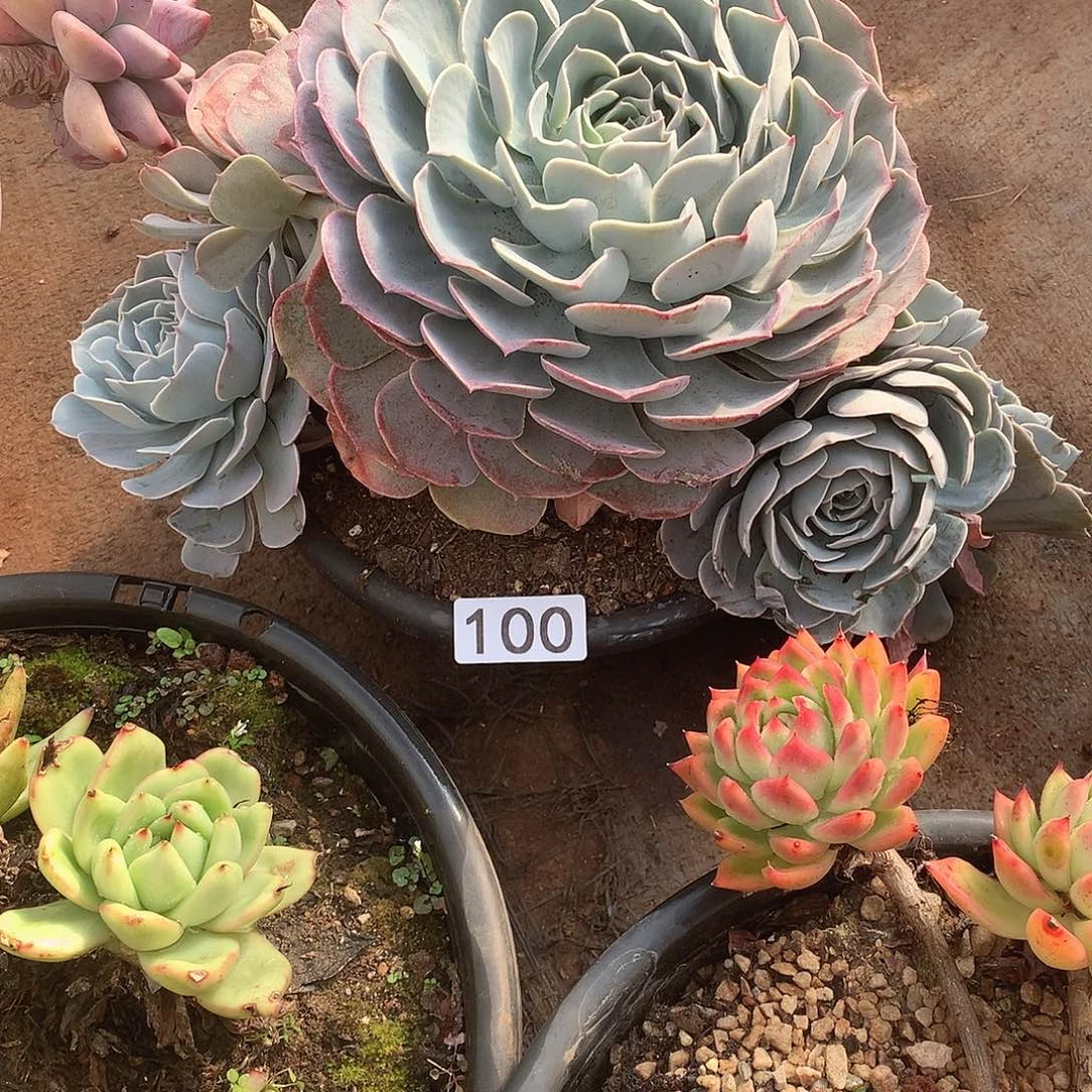 100 一物一拍多肉