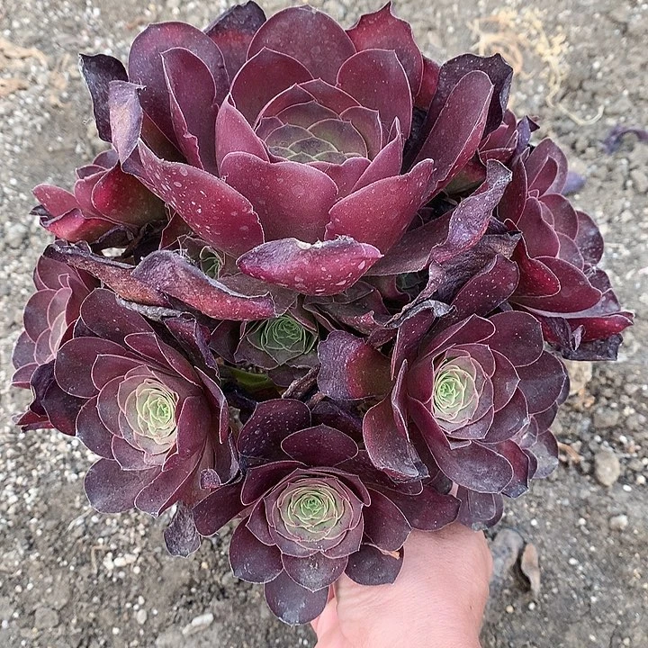 262魅金玫瑰多肉植物