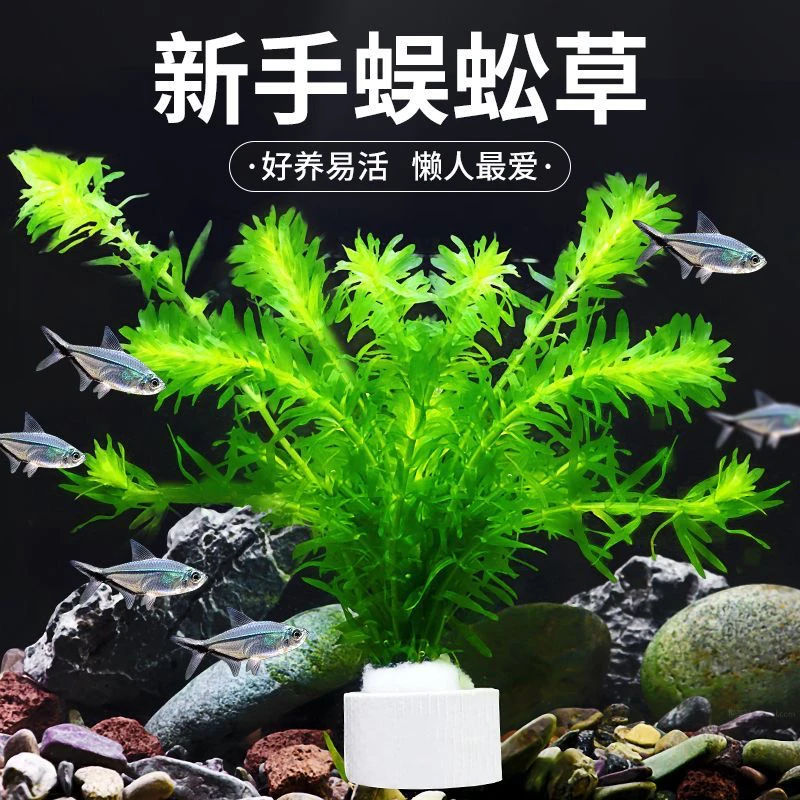 蜈蚣草懒人鱼缸装饰造景水草【拍一发二】