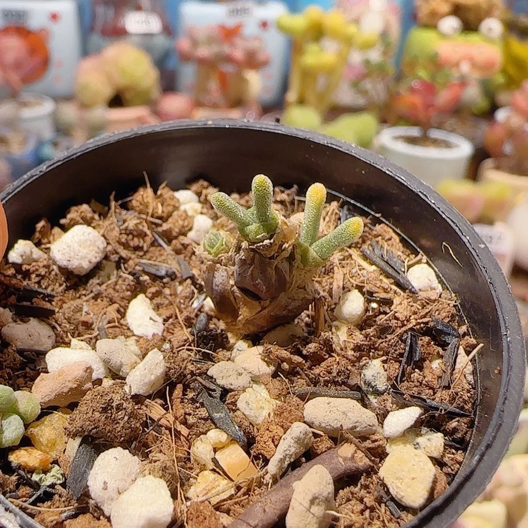 T碧光环小萌兔盆口2.5cm