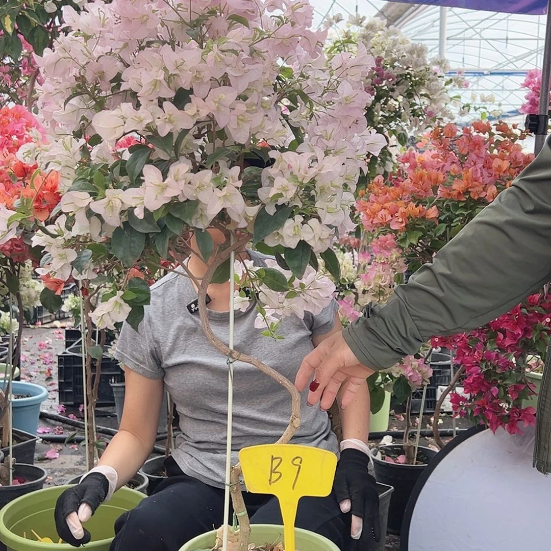 踏***行大部分花苞少量开放B9苹果花