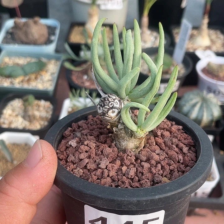 445产地奇峰锦白象