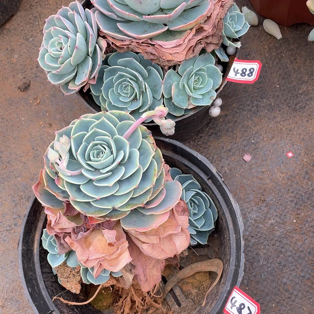 488➕487两颗 一物一拍多肉