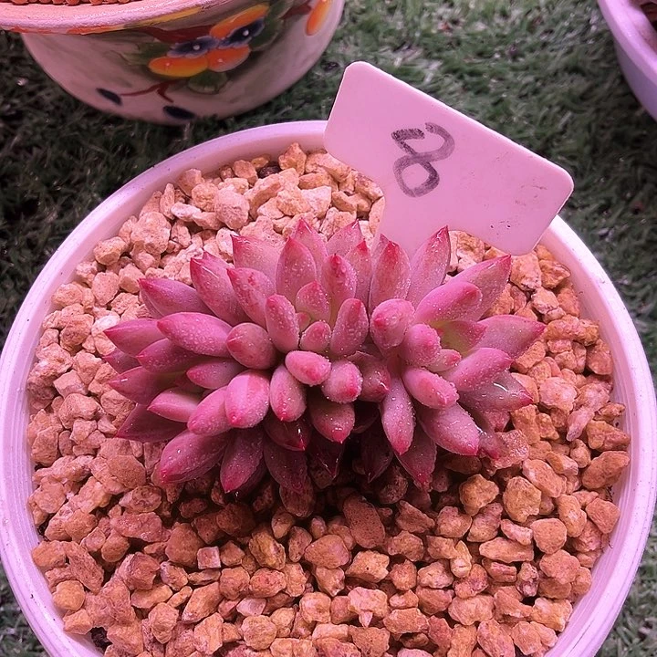 我是第一百个为妖刀应援的