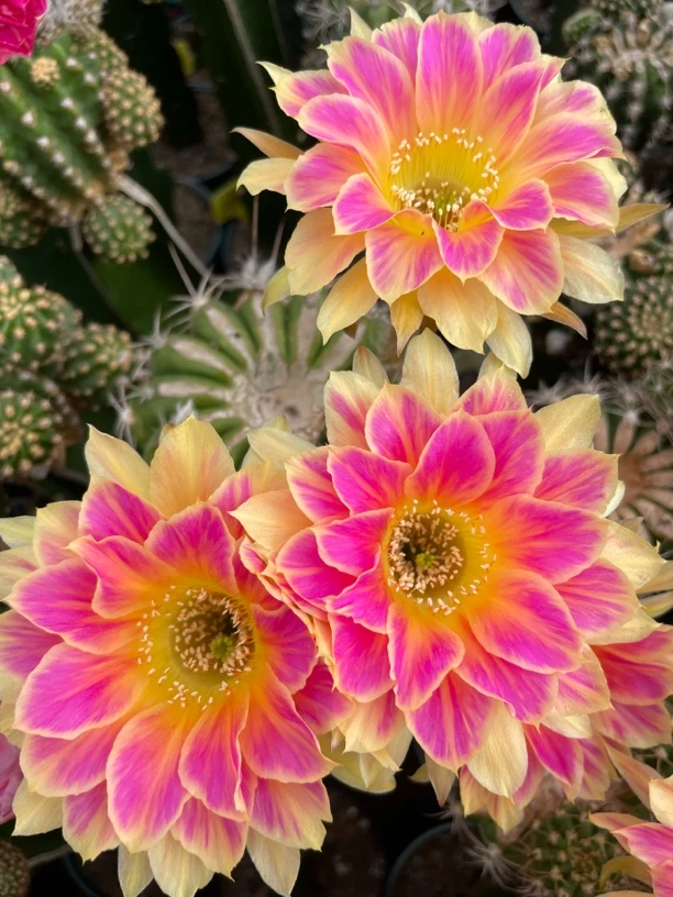 50到100价格仙人球一物一拍花掰掉彩草脱盆土发货丽花带盆土发