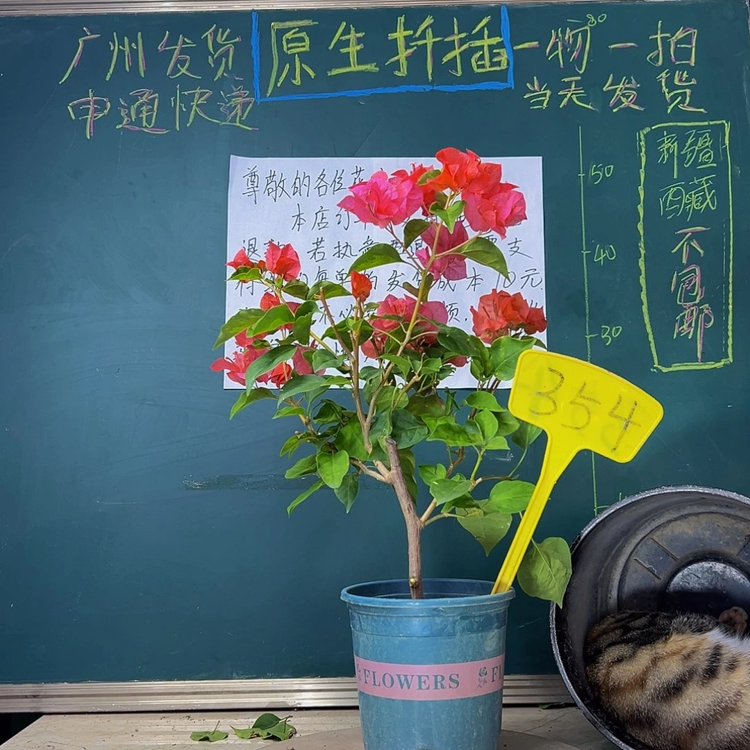 当前无花栽培后可以开花   暗斑夕阳红  354