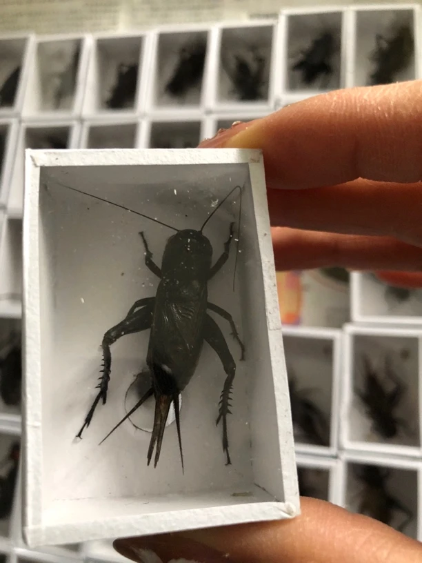 听叫油葫芦黑虫大个头