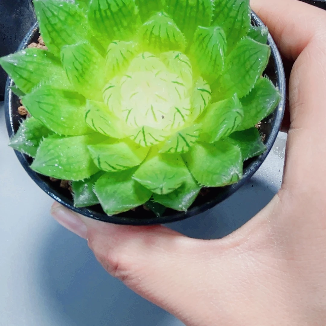 白莲花多肉植物66666