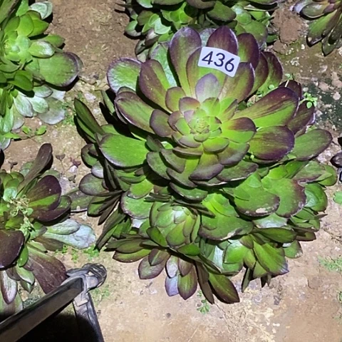 多肉植物法师436花月夜