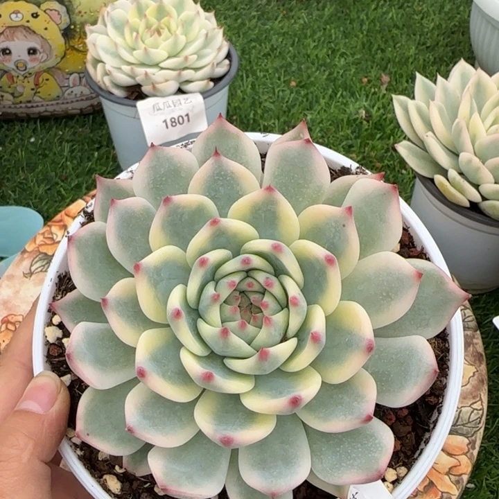 1843吉娃娃锦多肉植物