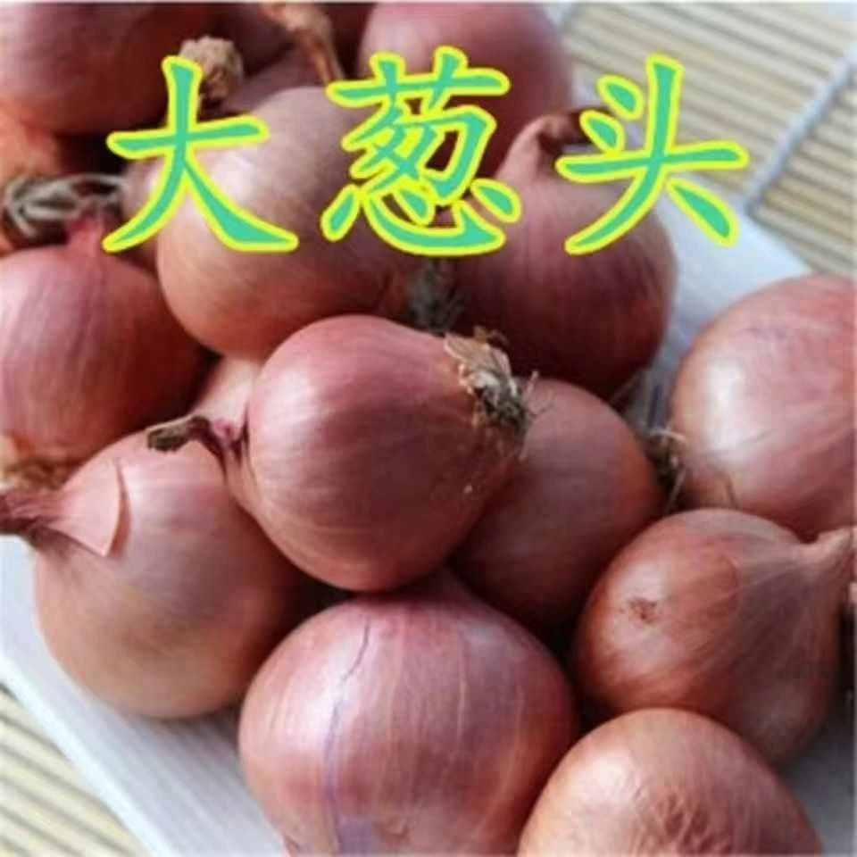 【超低价】特产新鲜笨毛葱洋葱东北正宗小毛葱批发农家1/3/5斤包邮