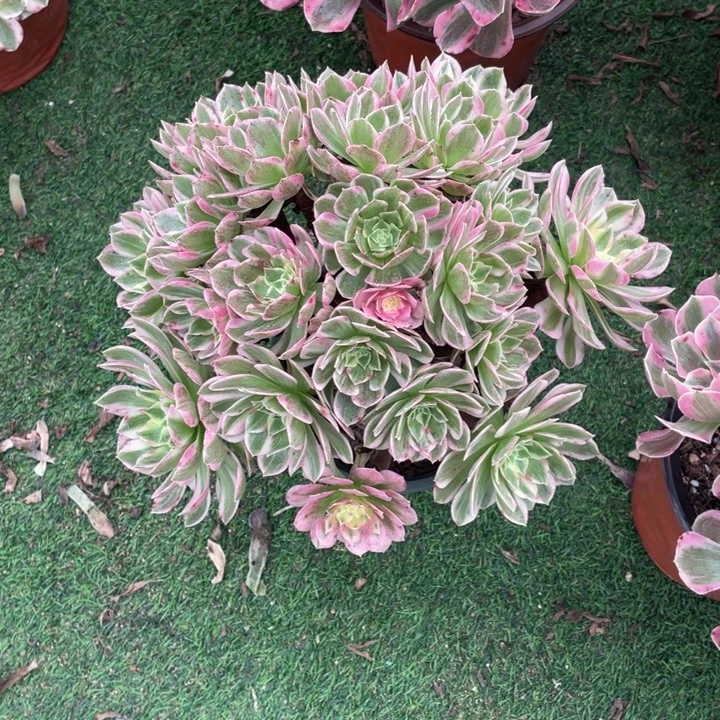 350号精品法师海王