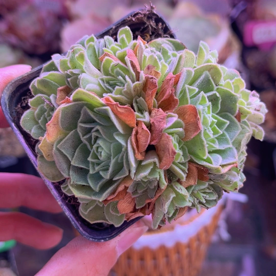 隐****膀毛绒脱土裸根发货810