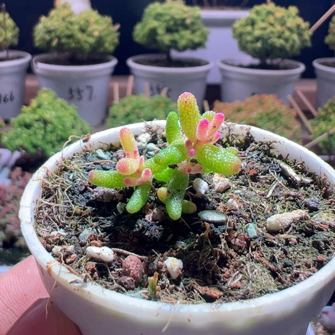 571飞机猪一物一拍包开箱