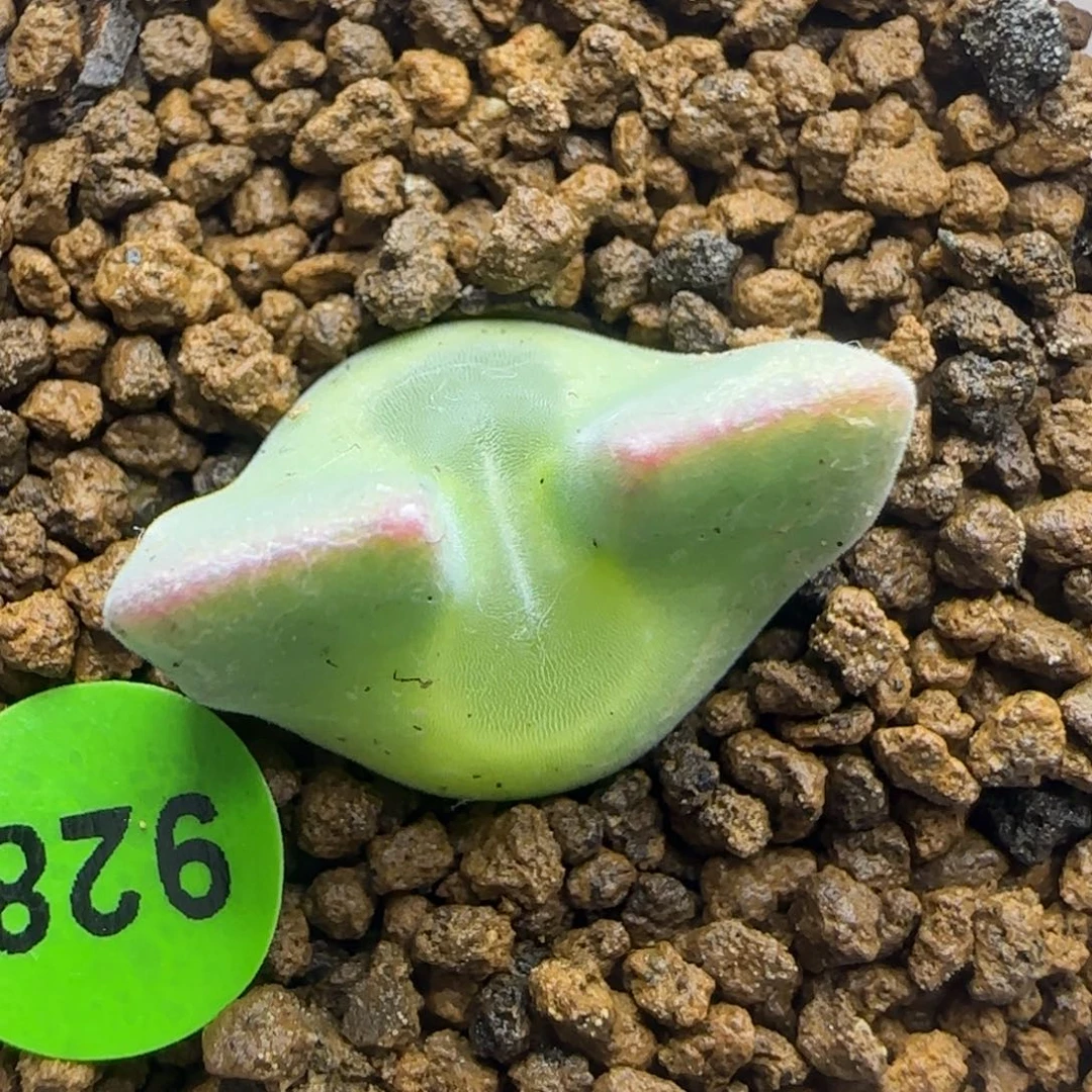 短耳朵大眼睛空蝉2+福利928