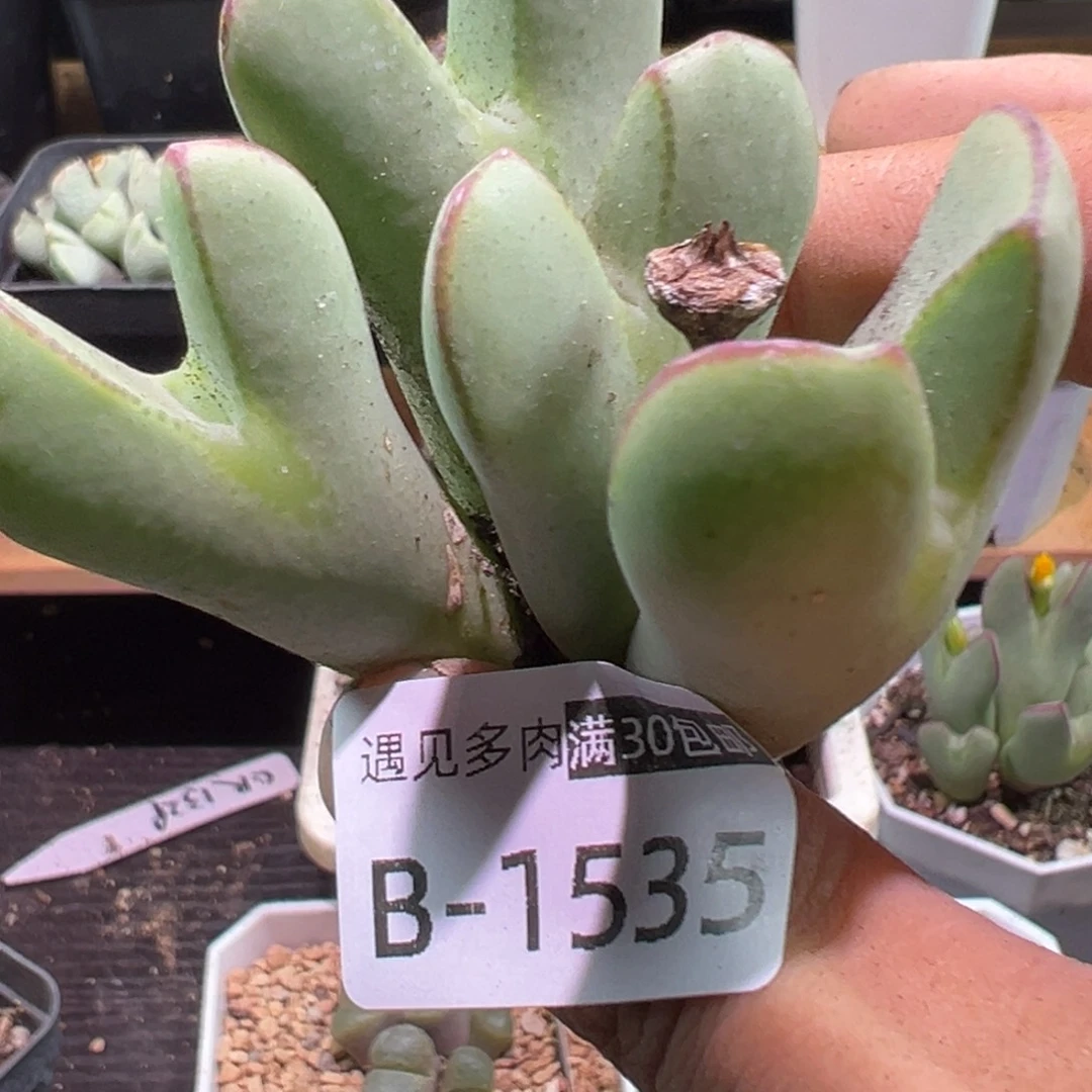 多肉植物111111111111