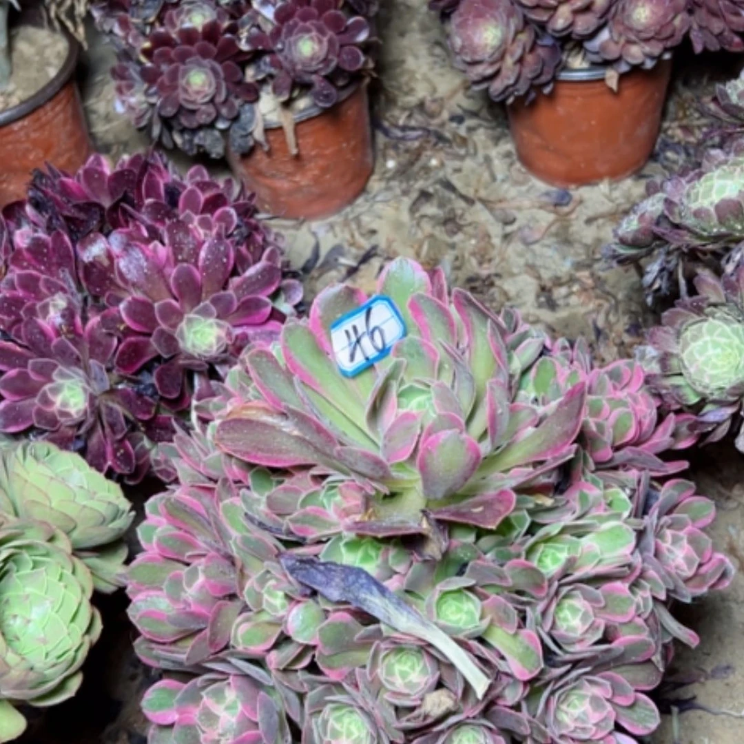 【闪购商品】多肉植物妖月46