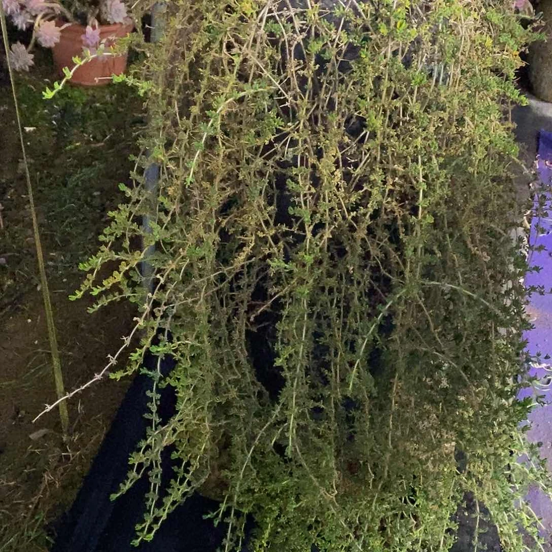 枝干番杏多肉带盆物流