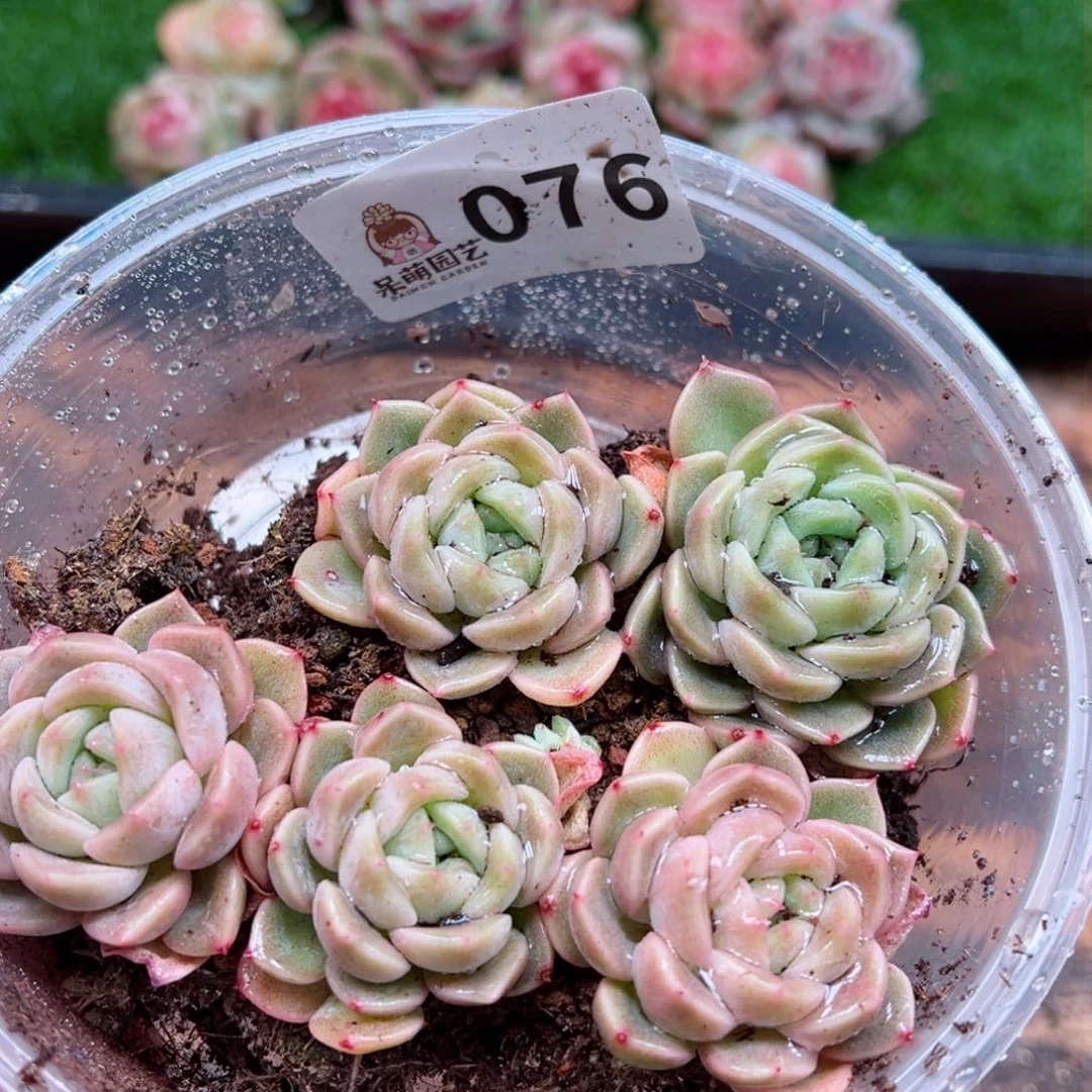 多肉植物多肉植物