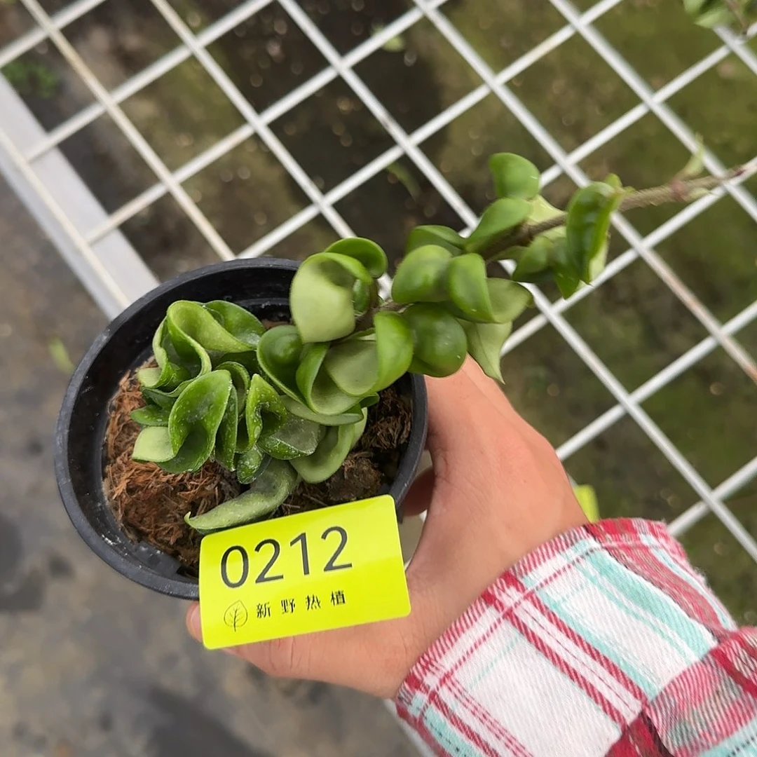 躺***工完全开放0212卷叶