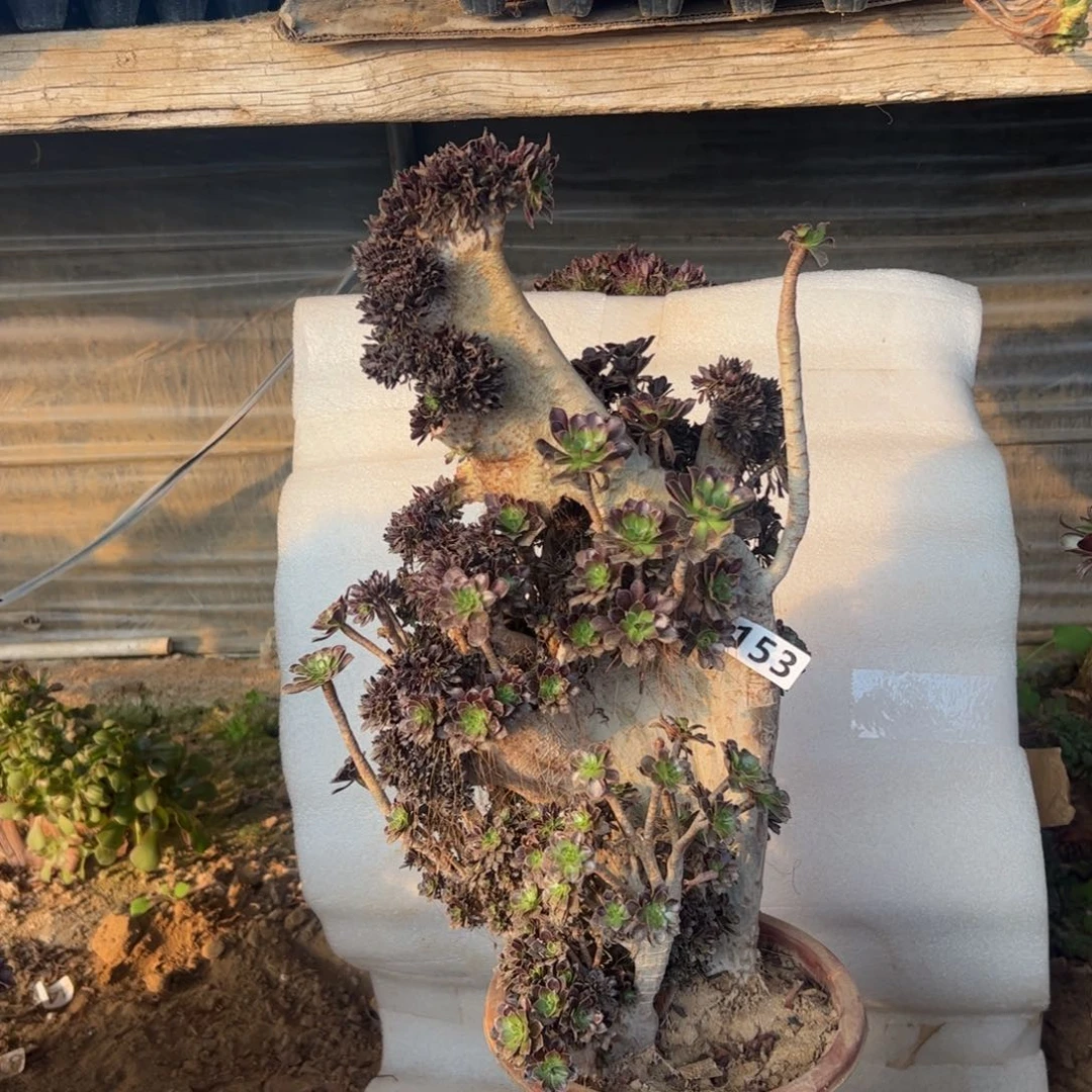 黑发朵朵缀153伤多高度47