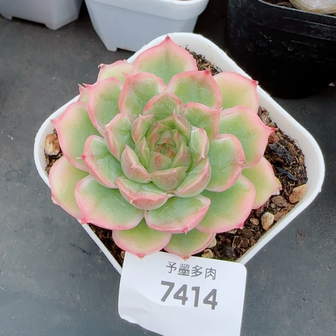 水晶虾饺，7414多肉植物