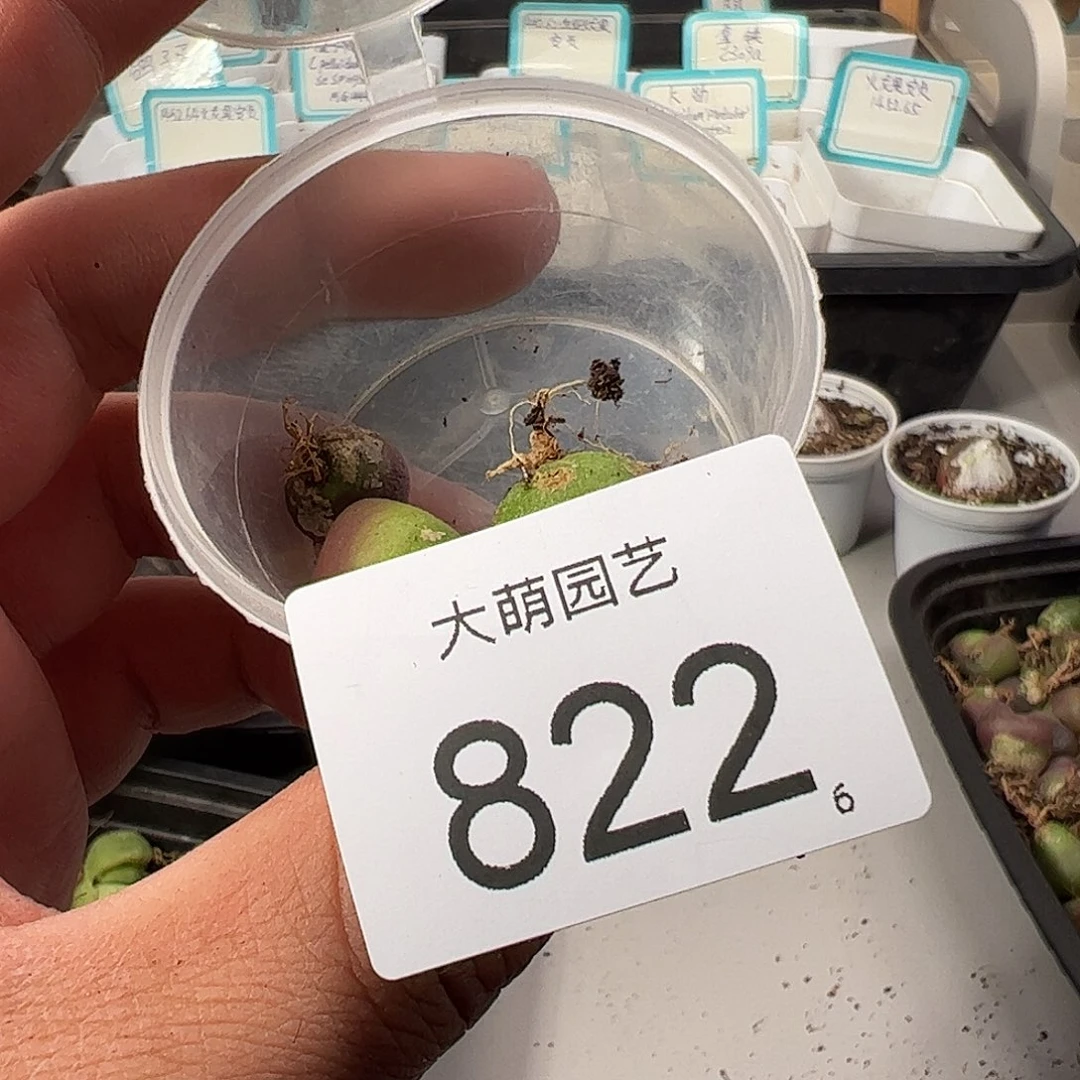 ᵂ0000822 一物一拍……