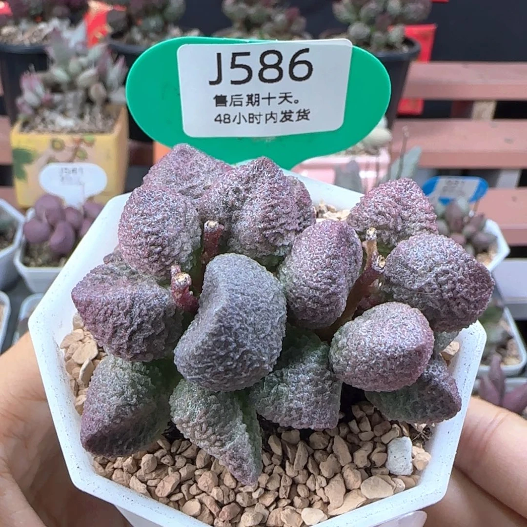 实物实拍。    586。