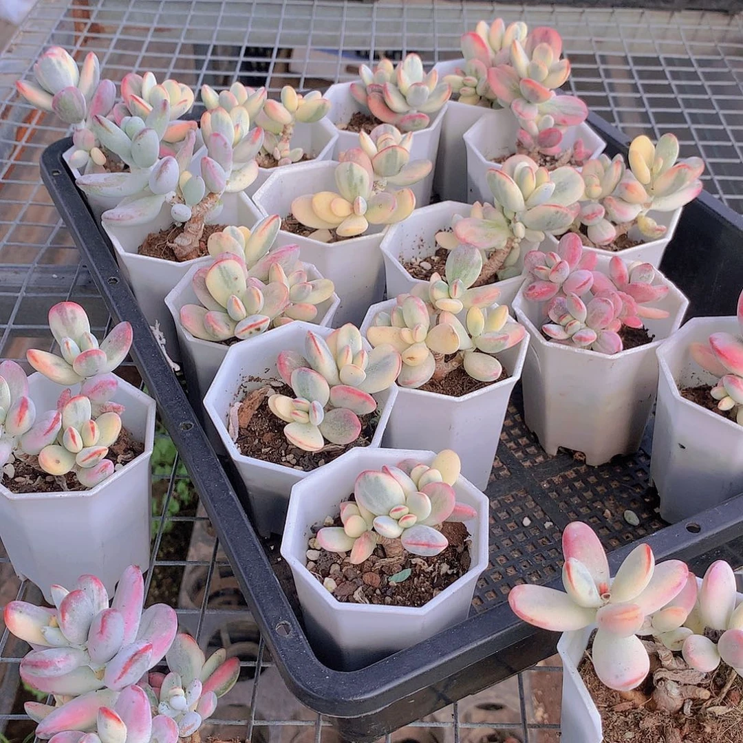 乒乓锦2颗88888888888888