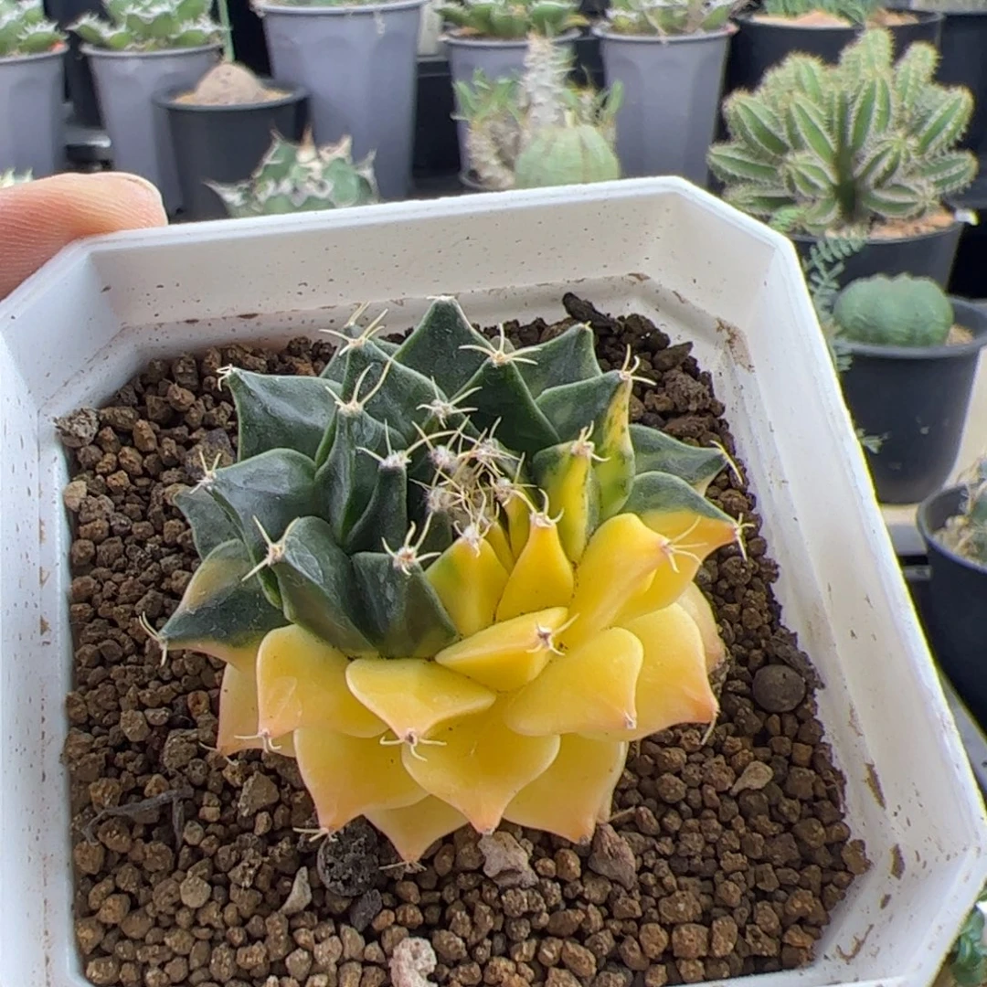 帝冠锦自根4.5一物一拍默认脱土发