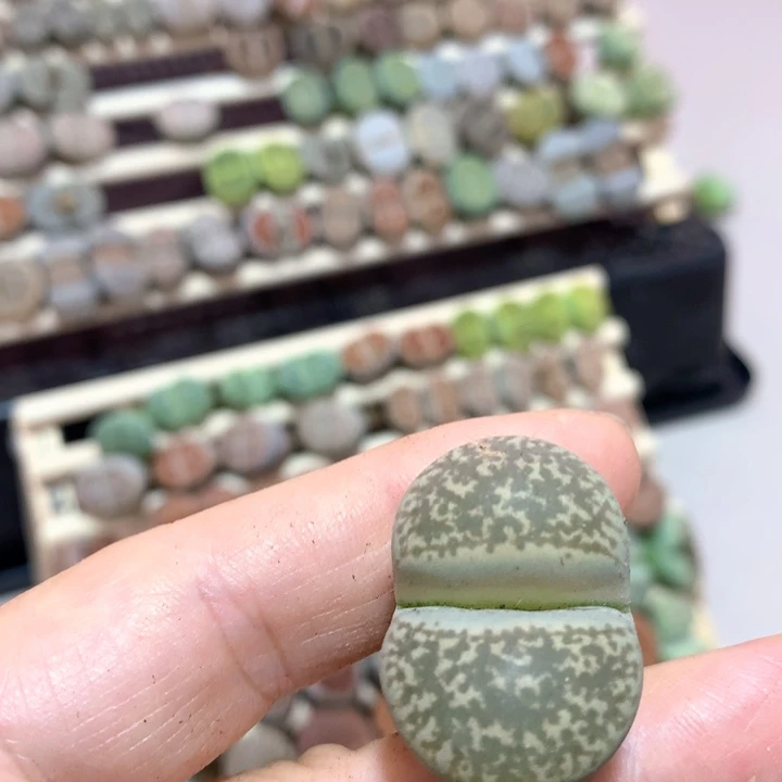 018花轮鱼c78尺寸2.9厘米